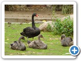 Australian-Black_Swan_Family