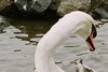 Boy, an older swan at Lost Lagoon
