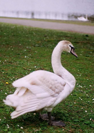 Picture of new female swan at Lost Lagoon in April 2006