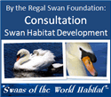 Swans of the World Habitat: Consultation by the Regal Swan Foundation