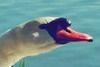 Boulika, the oldest Lost Lagoon swan