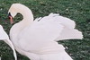 Precious the Swan of Lost Lagoon